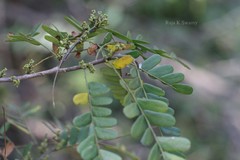 Dalbergia acaciifolia